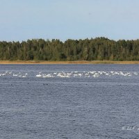 Осень - лебеди собираются в стаи. :: Liudmila LLF