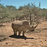 Гуляющий носорог :: Андрей K.