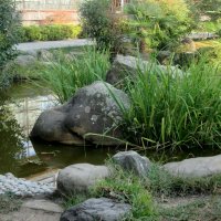 Сочи... Японский сад :: Нина Бутко