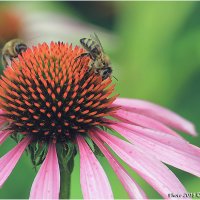 Пчела на цветке :: Виктор Марченко