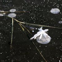 Ледяной цветок :: Сергей Пиголкин