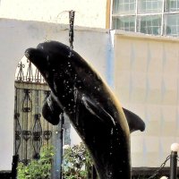 черный дельфин :: ольга хакимова