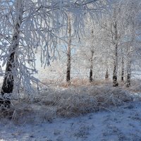 С  первым  днём  зимы ! :: Геннадий Супрун