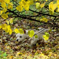 Встреча в парке :: жанна нечаева