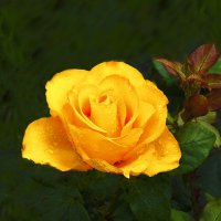 Жёлтая роза :: Евгений 