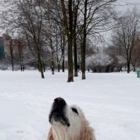 Песня собаки от зимнего восторга :: Светлана Дунаева
