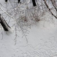 Следы на снегу... :: Юрий Куликов