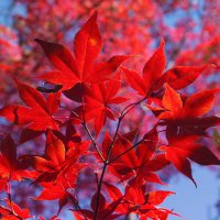Красная осень :: slavado 