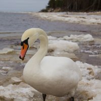 белый лебедь :: Inga Catlaka