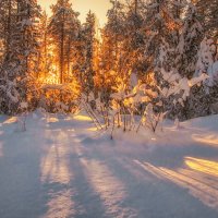 По солнечной тропе. Домой. :: Георгий Кулаковский