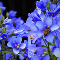 Голубые цветы. :: Galina Serebrennikova