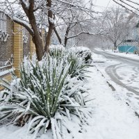 Первый снег порадовал... :: Надежда Куркина
