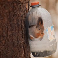 А кормушка занята и надолго:)) :: Татьяна Помогалова