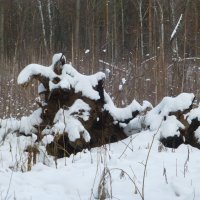 Лесные истории :: Raduzka (Надежда Веркина)