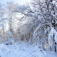 Графика зимнего леса :: Андрей Снегерёв