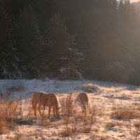 Лошади в горах :: Горный турист Иван Иванов