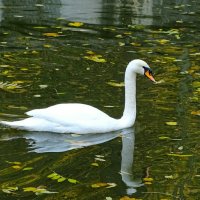 Белый лебедь на пруду :: Милешкин Владимир Алексеевич 