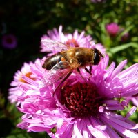 Осенняя радость пчеловидки!... :: Лидия Бараблина