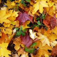 Осенний кленовый ковёр :: Лидия Бусурина