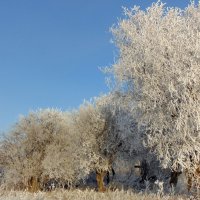 Утром лес красивый-постарался иней. :: nadyasilyuk Вознюк