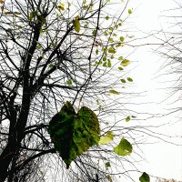 Осенние листья :: Светлана Дунаева
