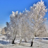 Берёзы в инее :: Владимир 