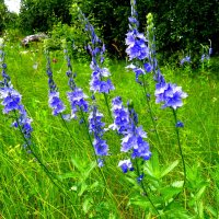 Вероника лесная - голубые цветы!... :: Лидия Бараблина