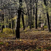 В осеннем лесу :: Владимир Кроливец