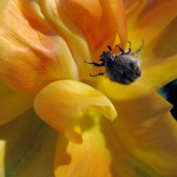 Молодой мохнатый жук оленка на тюльпане в апреле... :: Лидия Бараблина