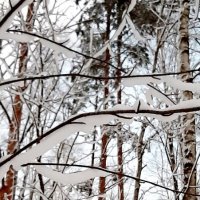 Снег и ветки :: Светлана Дунаева