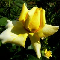 Очаровательная роза Кендллайт :: Лидия Бараблина