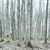 В лесу :: Светлана Дунаева