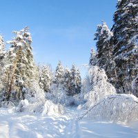 Зовёт и манит зимний лес :: Андрей Снегерёв