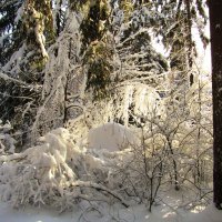 Кустарник под снегом :: Андрей Снегерёв