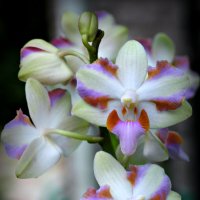 Орхидея :: Павел Fotoflash911 Никулочкин