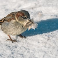 А может пригодится? Хозяйственный воробушек :: Ольга Соколова