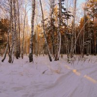 1 декабря в смешанном лесу. :: Мила Бовкун
