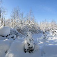 Укрывшись под снегом :: Андрей Снегерёв