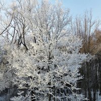 Хрустальное дерево :: Лидия Бусурина