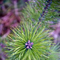 Pinus :: Kliwo 