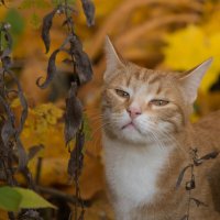 Осенний кот :: Анна Углова (Рыбакова)