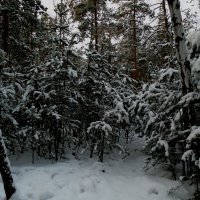 зимний лес :: ольга хакимова