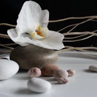 Белая орхидея. :: Нина Сироткина 