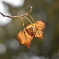 Осенние листья-сердечки :: Александр Довгий