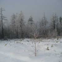 Зимний лес :: Anna Ivanova