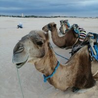 В пустыне Сахара :: ОКСАНА ЮРЬЕВНА ШВЕЦ
