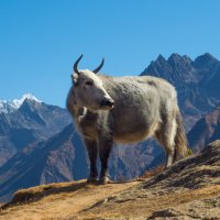 Гималайская корова :: Виталий Жиров 