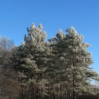 Зимой в лесу :: sm-lydmila Смородинская