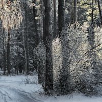 Случайным солнцем заискрился иней... :: Лесо-Вед (Баранов)