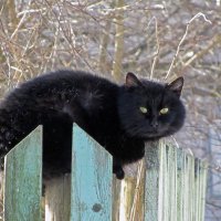 На заборе сидел кот :: Нина Синица
